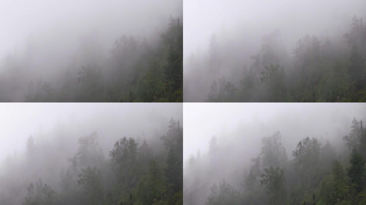 浓雾笼罩着森林斜坡。低雨云沿着青山席卷而来。潮湿的天气和高湿度会产生雾