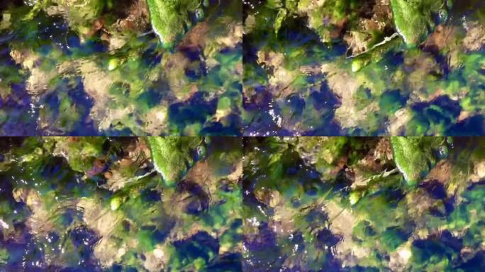 根瘤菌原生物种藻类在溪流中开花