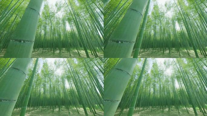 颜色美丽的新鲜绿色竹林