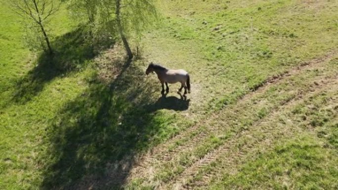 这匹马在绿色的草地上吃草。在桦树的树荫下。航空摄影