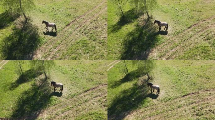 这匹马在绿色的草地上吃草。在桦树的树荫下。航空摄影
