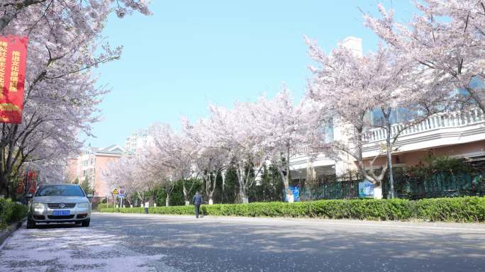 城市早晨开满樱花的街道花瓣雨飞扬