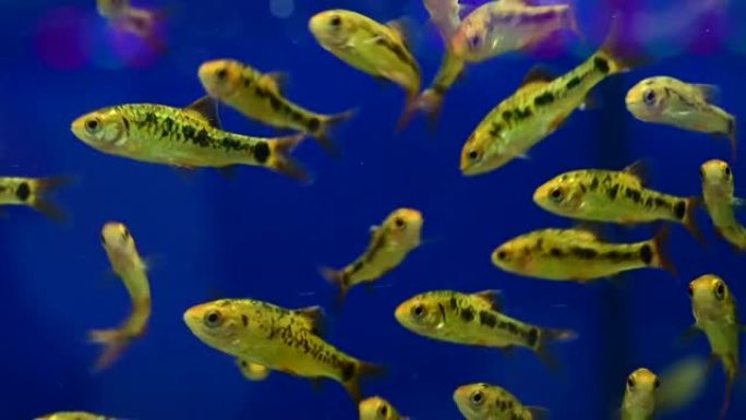 许多金鱼在玻璃缸里游泳。美丽的淡水宠物美丽的养鱼创意