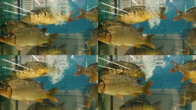 鲤鱼在商店的水族馆里游泳出售