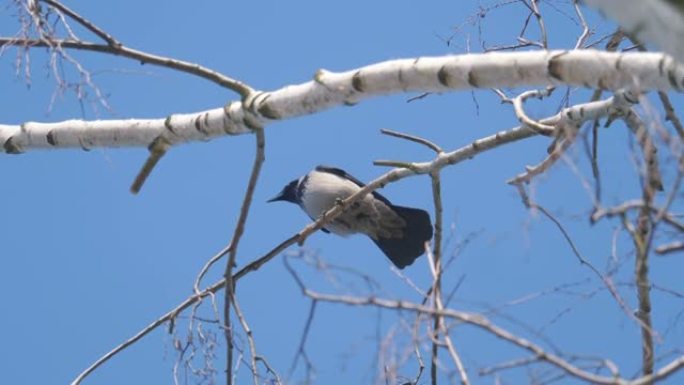 一只鸟以4k慢动作60fps坐在树枝上
