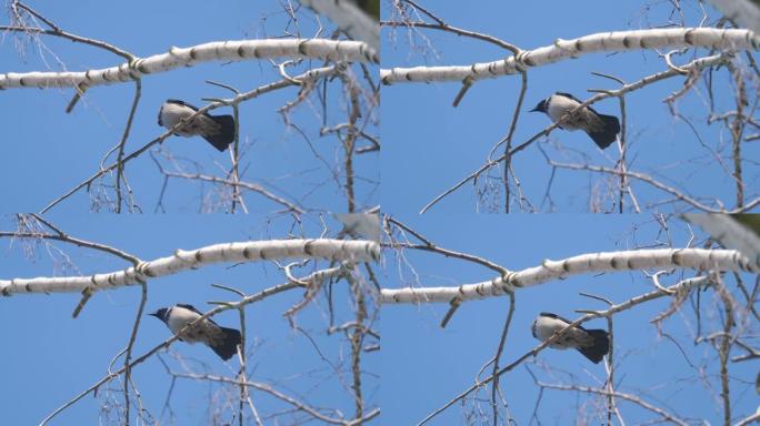 一只鸟以4k慢动作60fps坐在树枝上