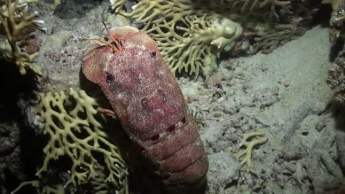 红海海底的Scyllarides haanii驼背拖鞋龙虾。