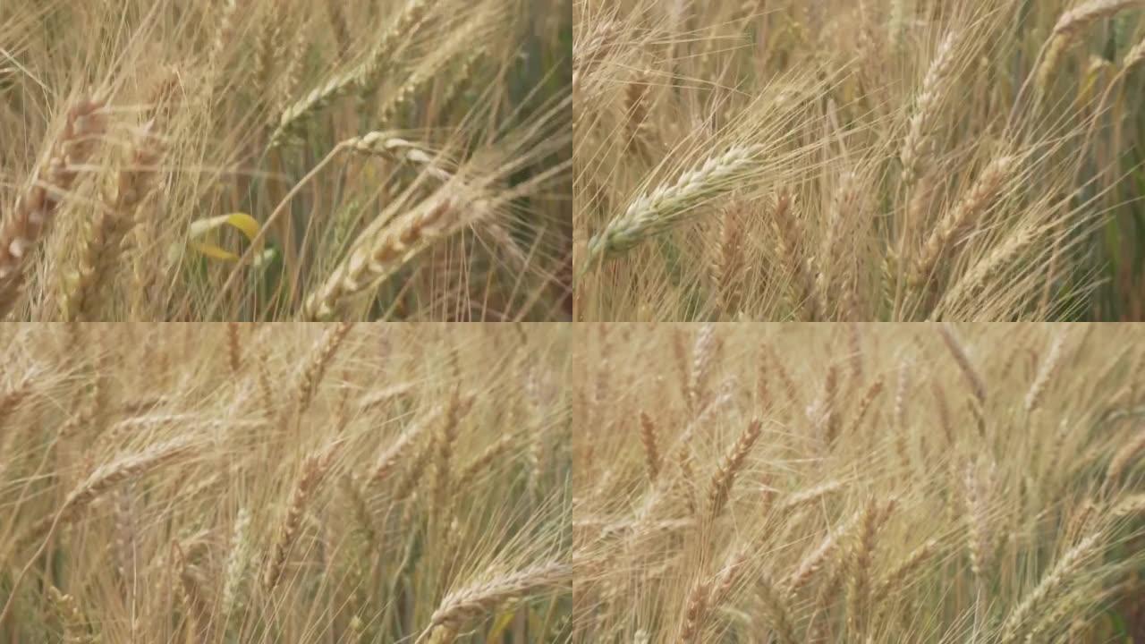 黄麦大麦水稻在农田稻田中生长