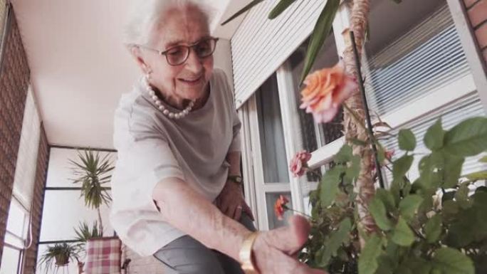 在炎热的晴天，家里快乐的老妇人照顾她的阳台花