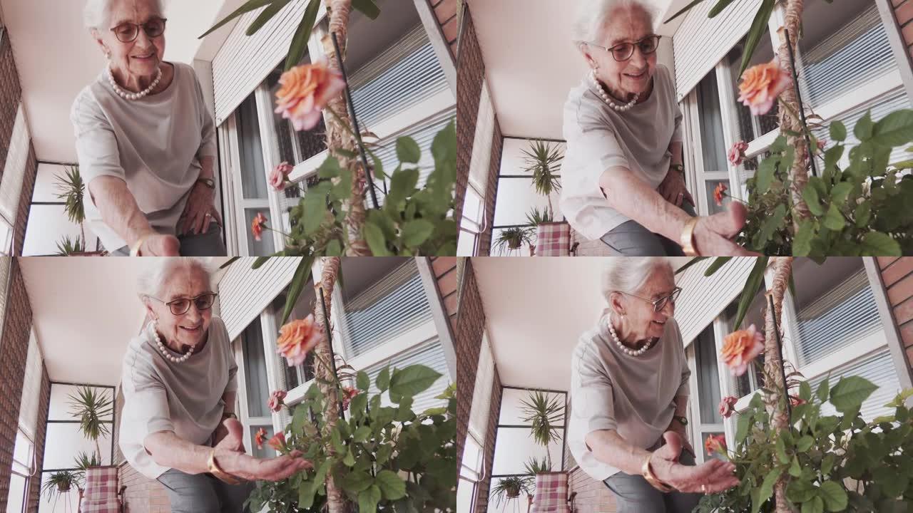 在炎热的晴天，家里快乐的老妇人照顾她的阳台花
