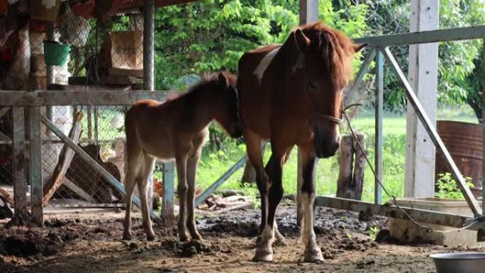两匹泰国马都在农村马stable中。