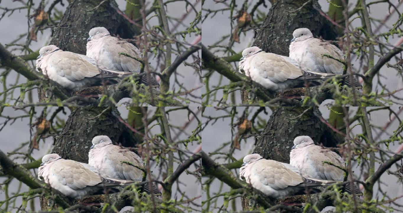 在寒冷的冬天，有领的鸽子，一起栖息在树上。有领鸽子作为情人爱情的象征。