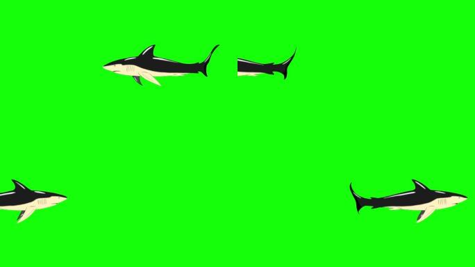 黑鲨游泳循环色度键