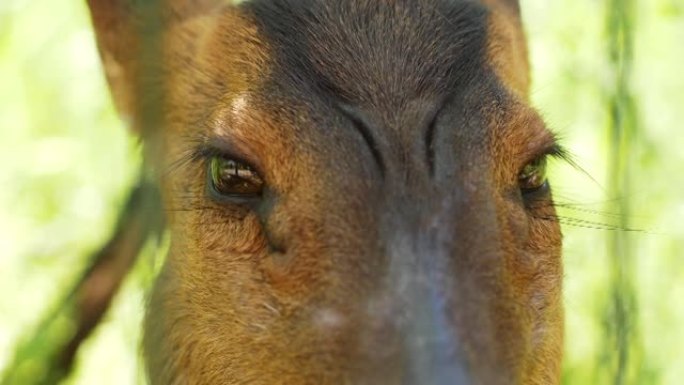 圈养野生动物的眼睛。一只普渡鹿的特写。