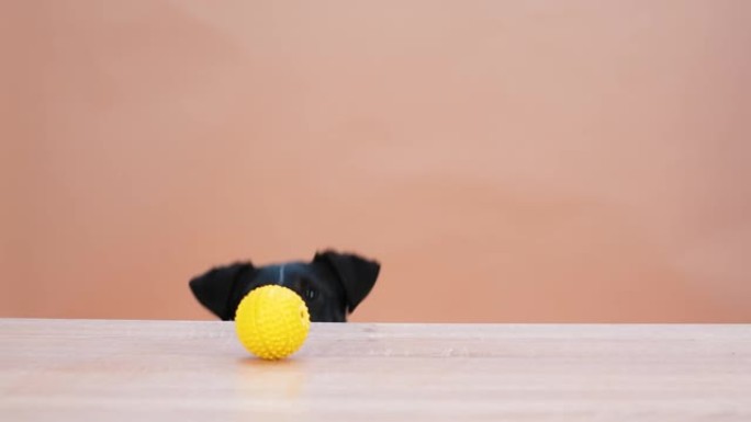 一条系着黑色领带的敏捷，光滑的狐狸梗弹跳并从桌子上抓起一个玩具黄色橡胶球。宠物在工作室中以浅棕色背景