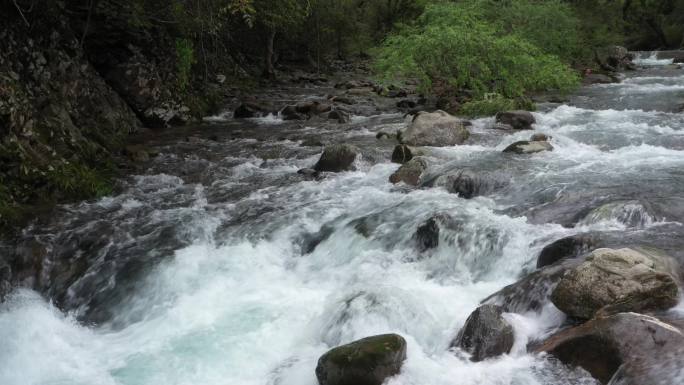 原始森林清澈溪涧流水