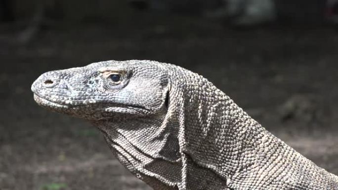 科莫多龙 (Komodo dragon) 是体型最大的蜥蜴。