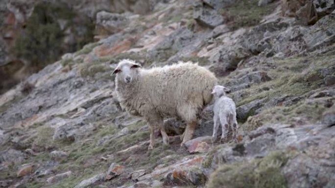山里有羊母的新生羔羊。野外的高加索绵羊