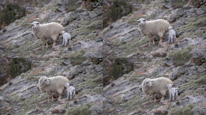 山里有羊母的新生羔羊。野外的高加索绵羊