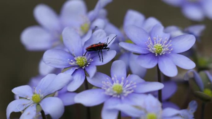 野生自然中盛开的蓝肝花和欧洲萤火虫的苔草。春天的时候。肝结节