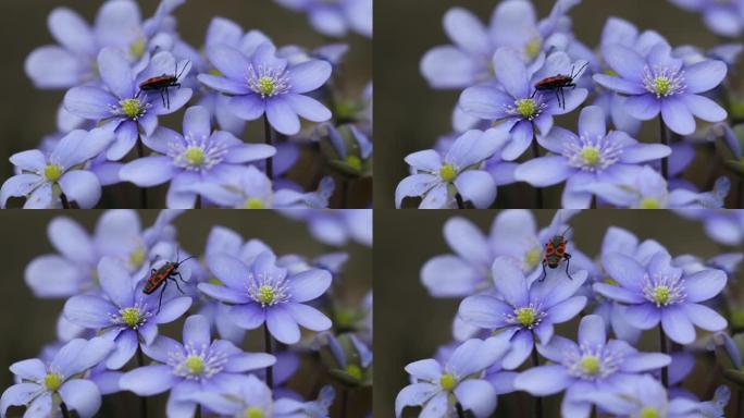 野生自然中盛开的蓝肝花和欧洲萤火虫的苔草。春天的时候。肝结节