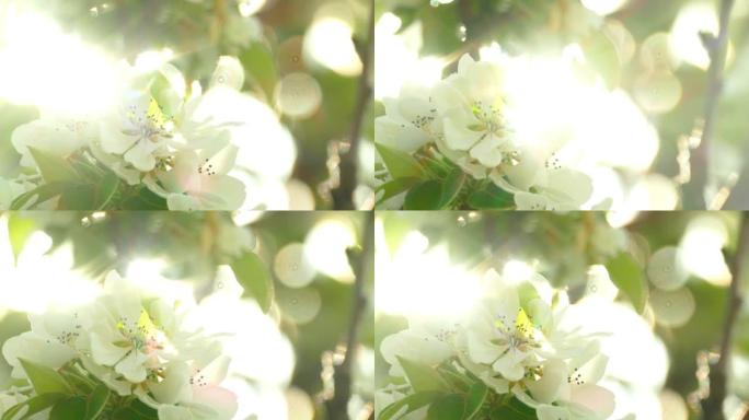 盛开的野生苹果树和闪闪发光的阳光