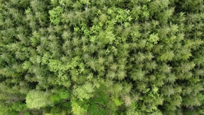 冷杉和山毛榉森林的空中俯视图。
欧洲森林绿树无人机的航拍画面。