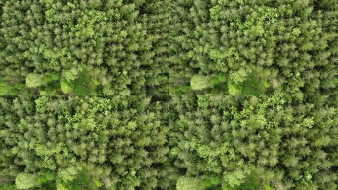 冷杉和山毛榉森林的空中俯视图。
欧洲森林绿树无人机的航拍画面。