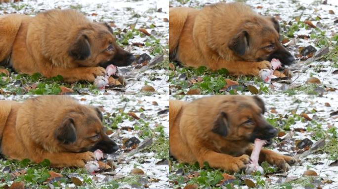 一只大红头发的脏狗，眼睛酸痛，在公园的雪地上握着爪子，吃了一块巨大的骨头