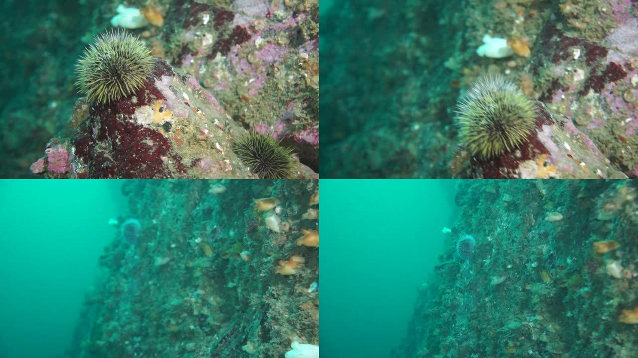 巴伦支海的岩石底部的海胆echinus。