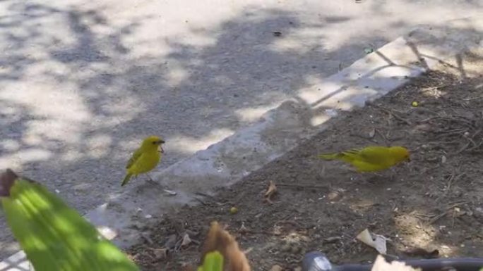 地上两只绿黄色的小鸟藏红花雀