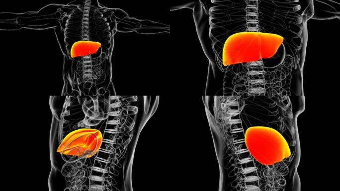 具有消化系统医学概念的人体肝脏解剖
