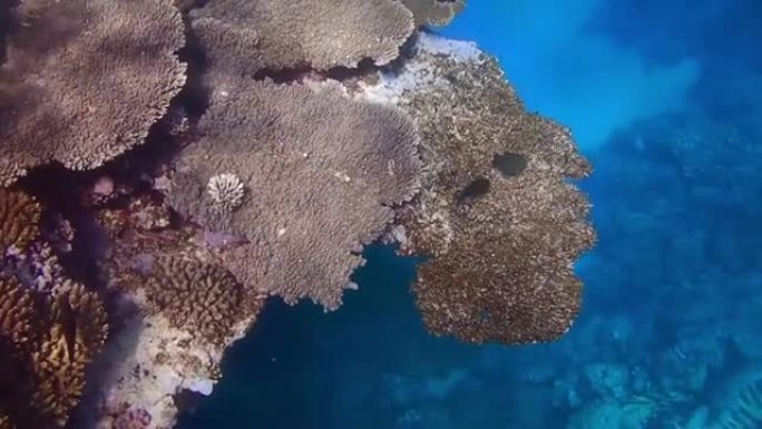 浮潜在一个奇妙的珊瑚悬垂处，可以看到蓝色的深度