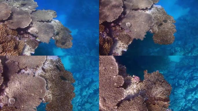 浮潜在一个奇妙的珊瑚悬垂处，可以看到蓝色的深度