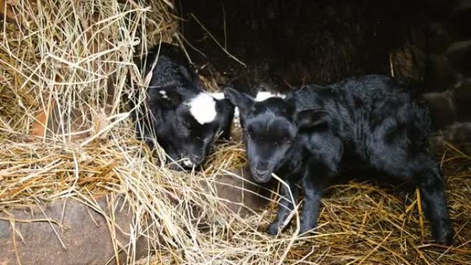 两只可爱的黑色羔羊在4k的马stable中咀嚼干草