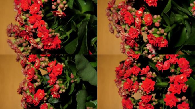 Kalanchoe盆栽植物，带有小而密的红色花朵和芽