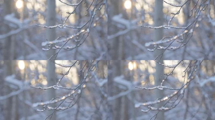 细枝上的雪冰仔细观察