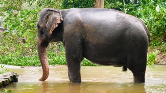 4k视频，印度大象在丛林国家公园的河里洗水时用树干泼水
