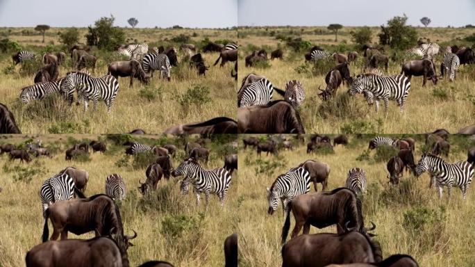 非洲水牛和斑马在热带稀树草原上放牧
