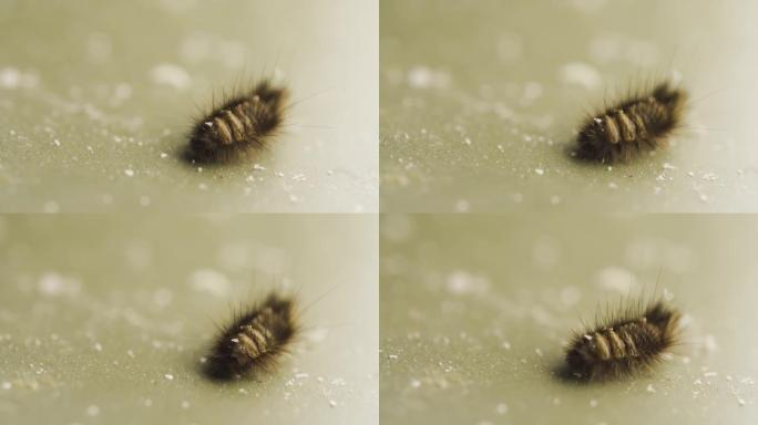 地毯甲虫幼虫在肮脏的地板上爬行。小昆虫。