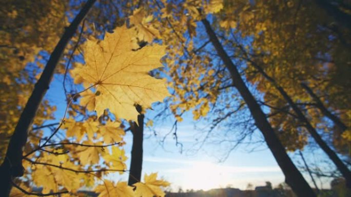 秋天的枫叶在蓝色的天空背景下从vidtru轻松摆动的树上