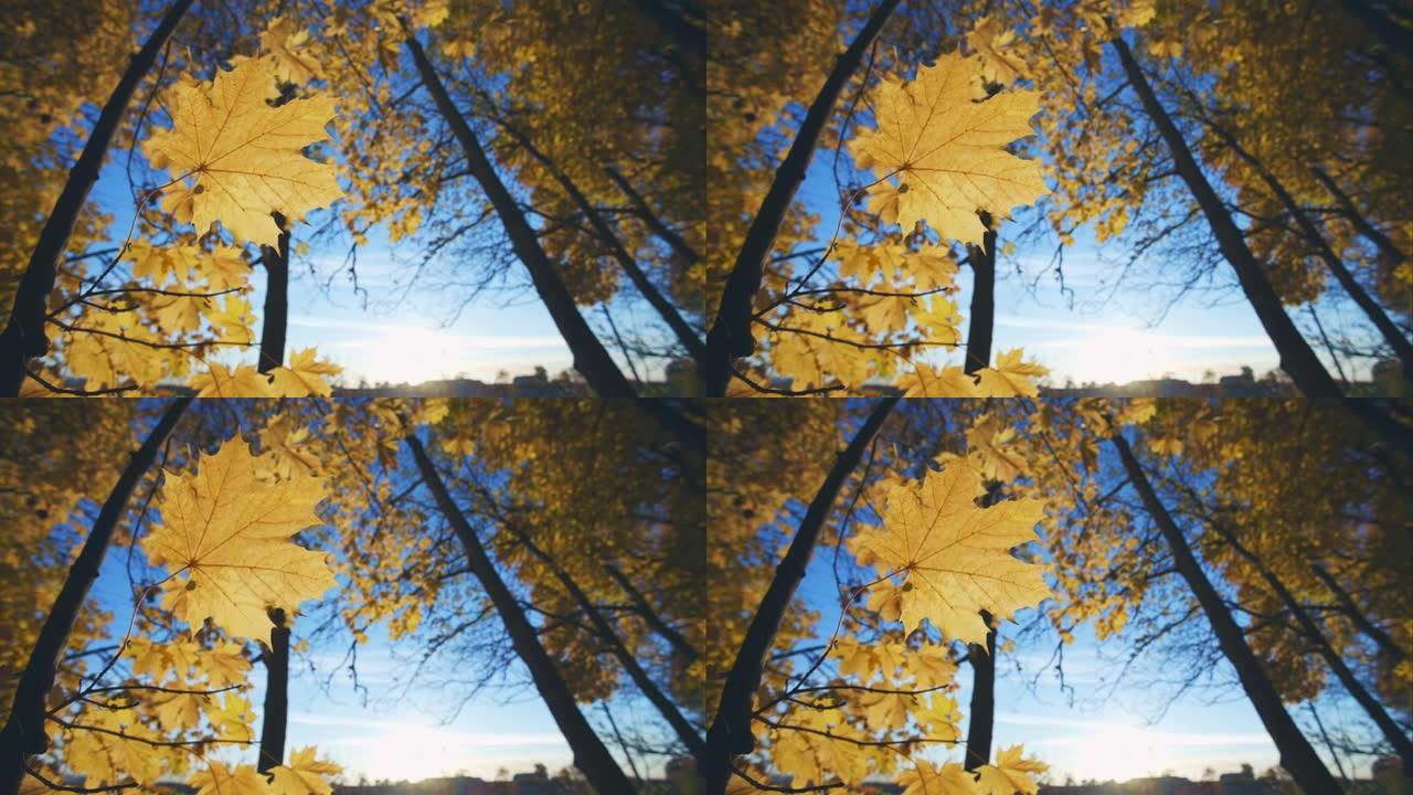 秋天的枫叶在蓝色的天空背景下从vidtru轻松摆动的树上