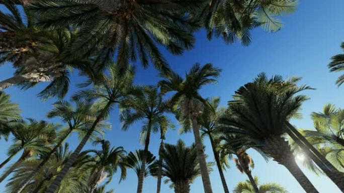蓝天的棕榈树顶上椰林风景风光热带
