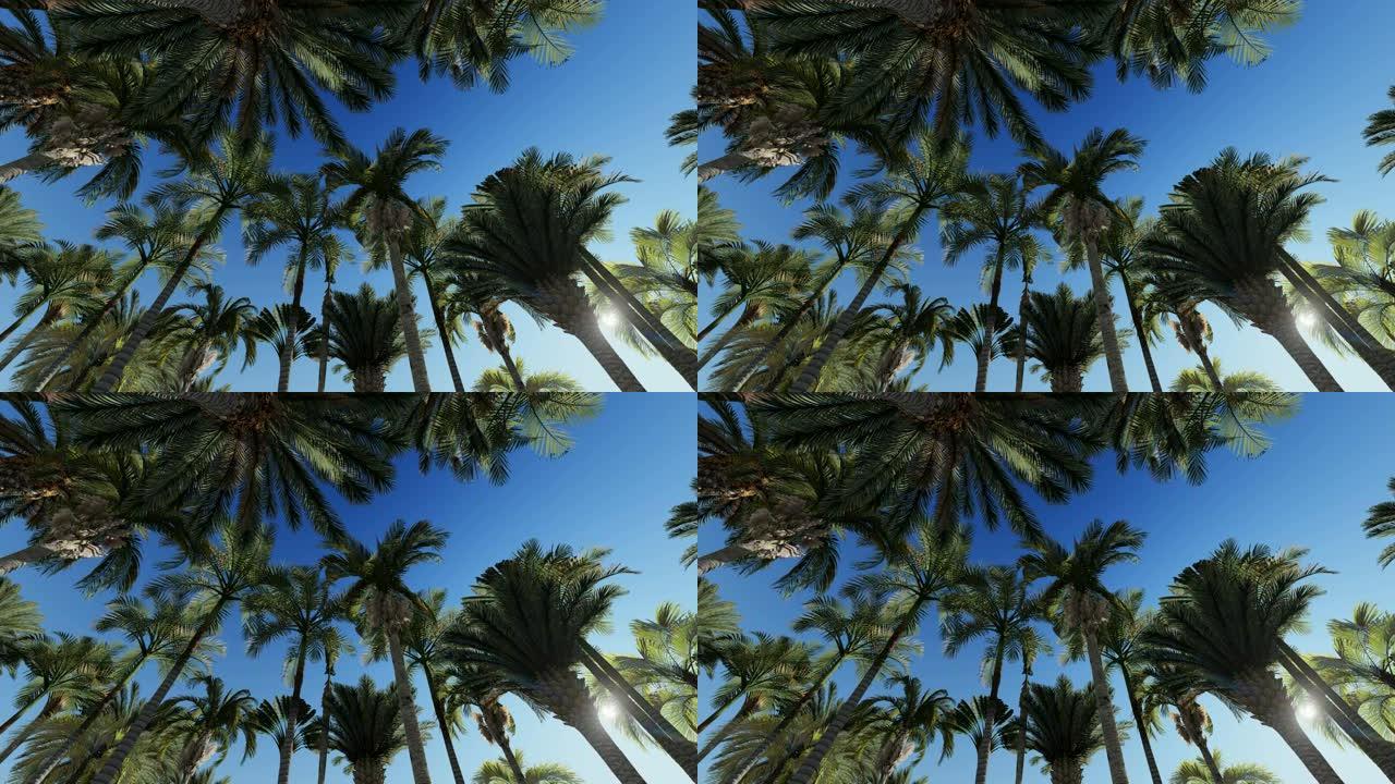 蓝天的棕榈树顶上椰林风景风光热带