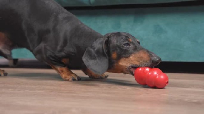 有趣的黑坦腊肠狗玩红光室特写地板上的软食小玩意
