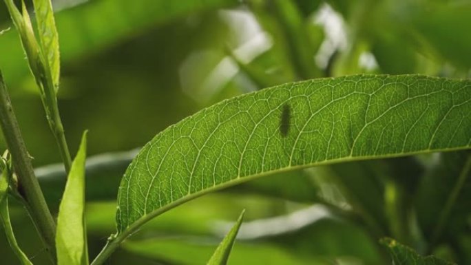 桃叶细节