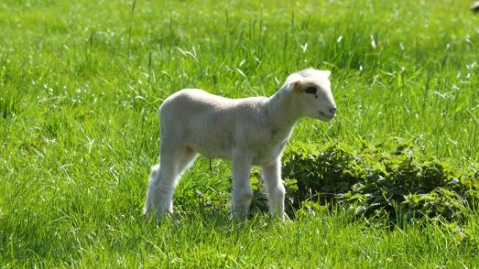 春天牧场上可爱的小羊羔