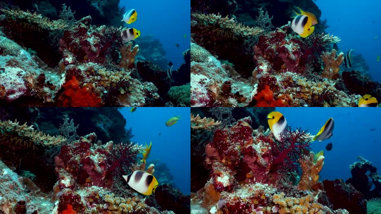 珊瑚礁中的蝴蝶鱼