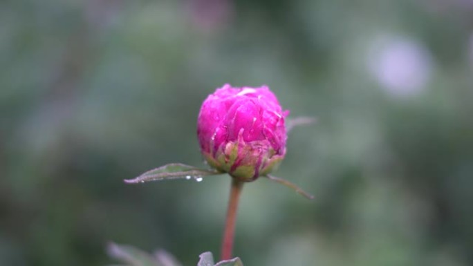 日本午夜雨后牡丹芽的特写