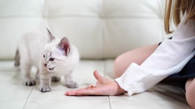 小女孩用手掌坐在沙发上喂养小猫。涅夫斯基化妆舞会猫